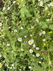 Perityle microglossa