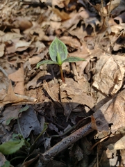 Trillium sessile