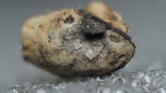 Striatoandricus aciculatus