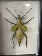 Heteropteryx dilatata