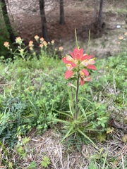 Castilleja indivisa
