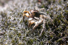 Aelurillus v-insignitus