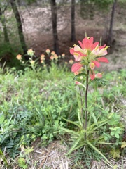 Castilleja indivisa