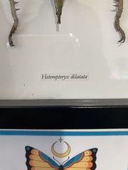 Heteropteryx dilatata