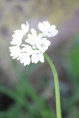 Allium neapolitanum