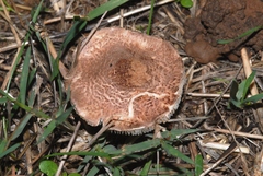 Lepiota brunneoincarnata