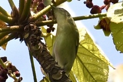 Vireo philadelphicus