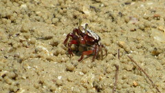 Austruca annulipes