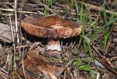 Lepiota brunneoincarnata