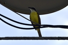 Pitangus sulphuratus