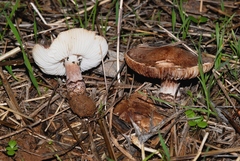 Lepiota brunneoincarnata