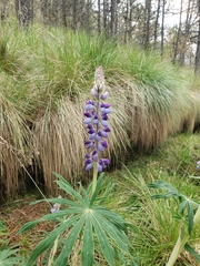 Lupinus montanus