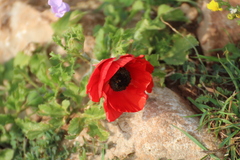 Ranunculus asiaticus