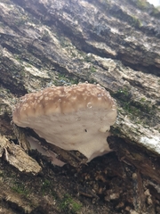 Trametes lactinea