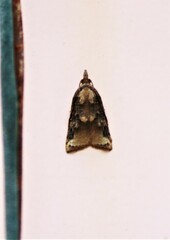 Platynota exasperatana