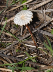 Marasmius ventalloi