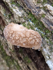 Trametes lactinea