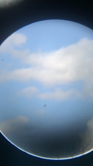 Parabuteo unicinctus