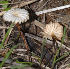 Marasmius ventalloi