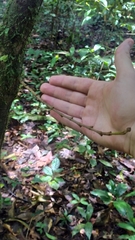 Duguetia cadaverica