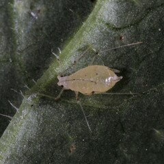 Hyperomyzus lampsanae
