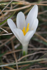 Crocus vernus