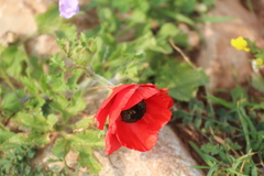 Ranunculus asiaticus