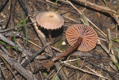 Tubaria conspersa