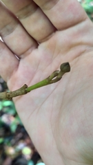 Duguetia cadaverica