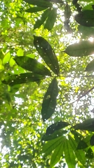 Duguetia cadaverica