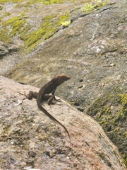 Anolis humilis