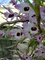 Dendrobium nobile