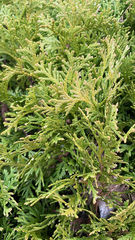 Platycladus orientalis
