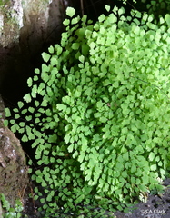 Adiantum raddianum