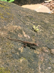 Anolis humilis