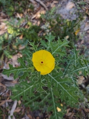 Argemone mexicana