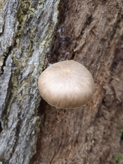 Pluteus longistriatus