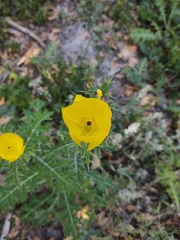 Argemone mexicana