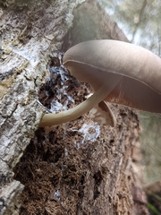 Pluteus longistriatus
