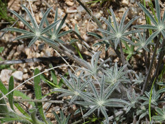 Lupinus sparsiflorus