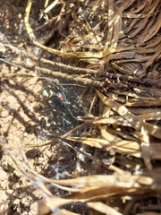 Latrodectus
