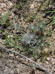 Lupinus sparsiflorus