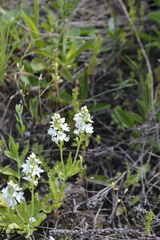 Veronica prostrata