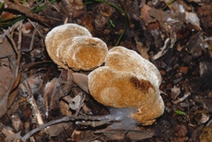 Fomitiporia erecta