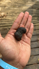 Enterolobium cyclocarpum