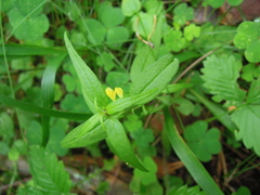 Melampyrum sylvaticum