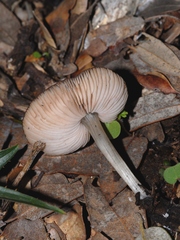 Pluteus phlebophorus