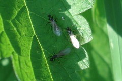 Myrmica