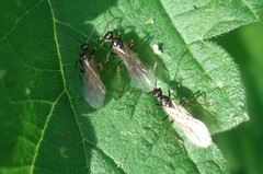 Myrmica