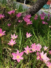 Zephyranthes rosea